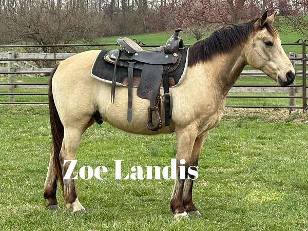 buckskin-project-horse