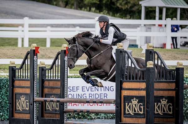 cross-dutch-warmblood-horse