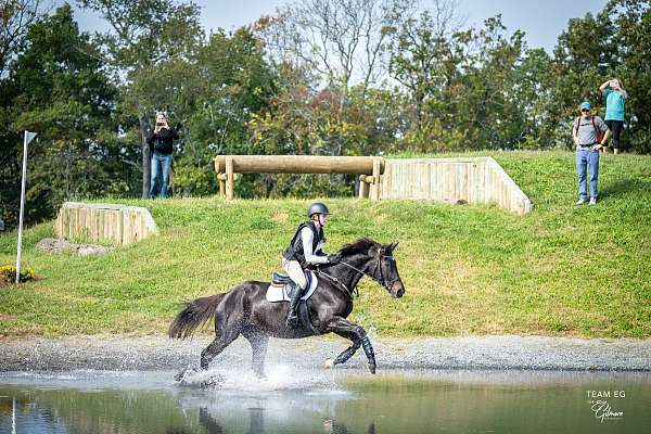 warmblood-horse-for-sale