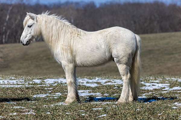 harness-pony