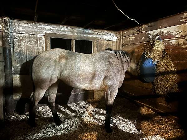 buckskin-sh-horse