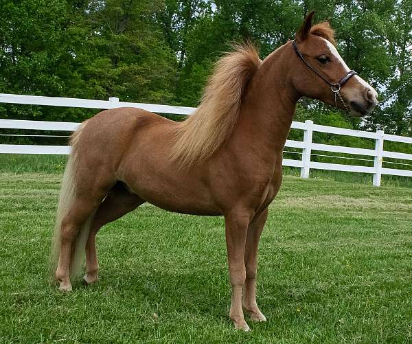 in-hand-kid-safe-miniature-horse