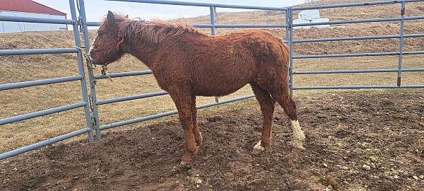 parade-bashkir-curly-horse