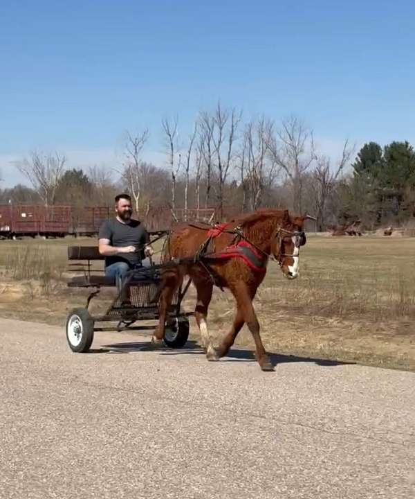 parade-bashkir-curly-horse