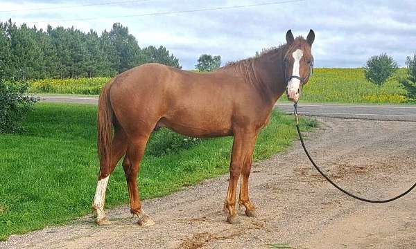 beginner-safe-bashkir-curly-horse