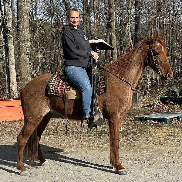 red-roan-gaited-trail-riding-horse