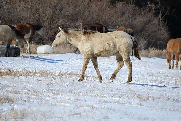 classic-champagne-filly