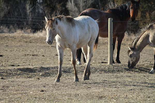 offspring-filly