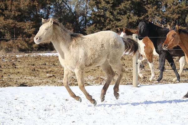 champagne-none-horse