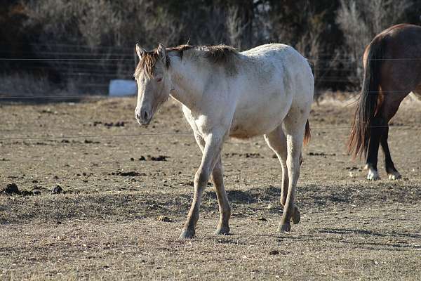 all-around-quarter-horse