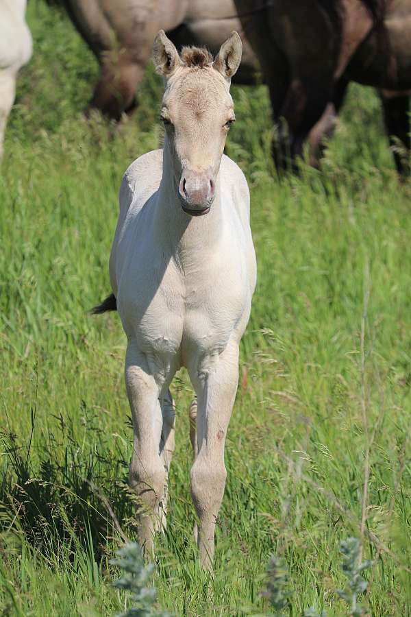 and-temperament-quarter-horse