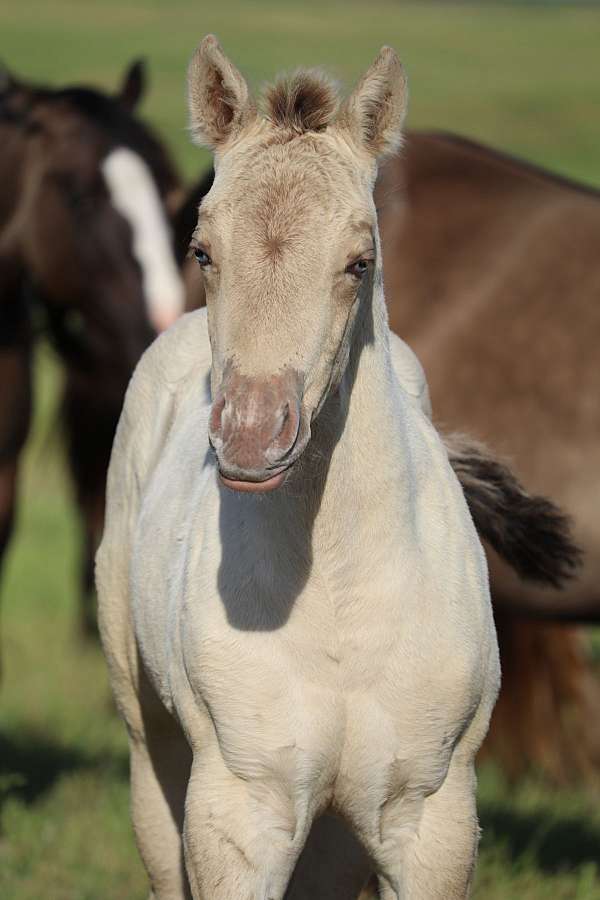 aqha-quarter-horse