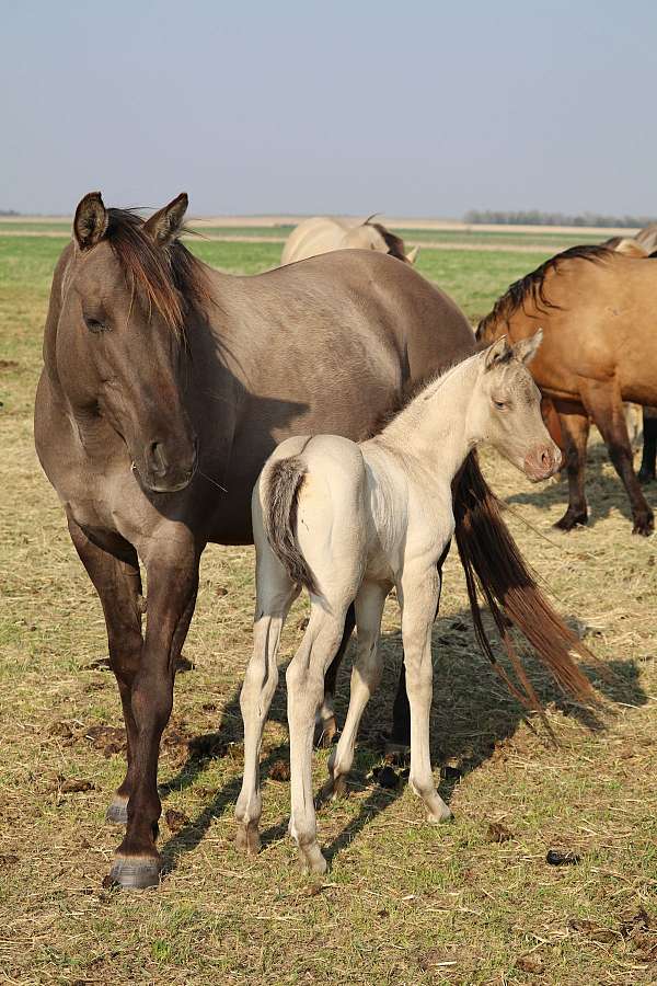 bred-quarter-horse