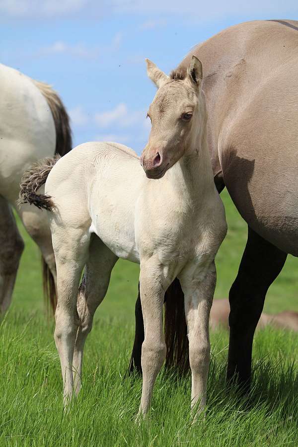 build-quarter-horse