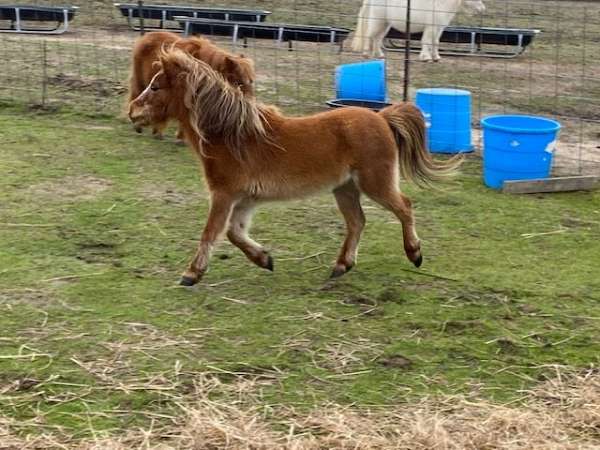 sorrel-star-stripe-in-face-horse