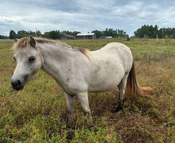 double-registered-therapy-mare