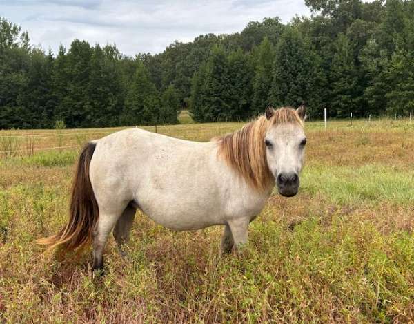 double-registered-therapy-horse