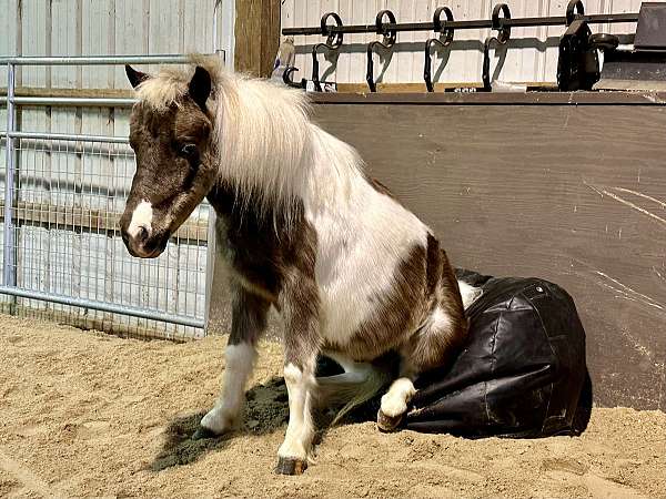 silver-dapple-paint-with-two-partial-blue-eyes-pony