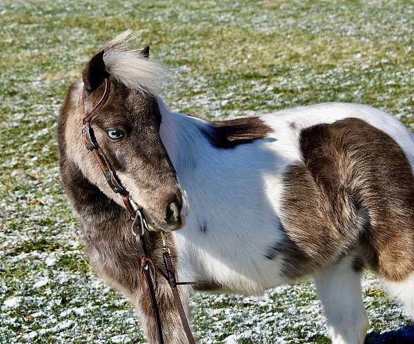 tobiano-silver-dapple-paint-with-two-partial-blue-eyes-pony