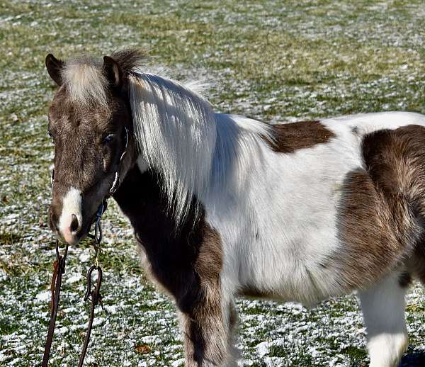 team-driving-miniature-pony