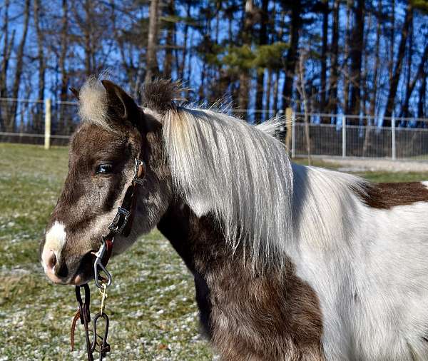 silver-dapple-paint-with-two-partial-blue-eyes