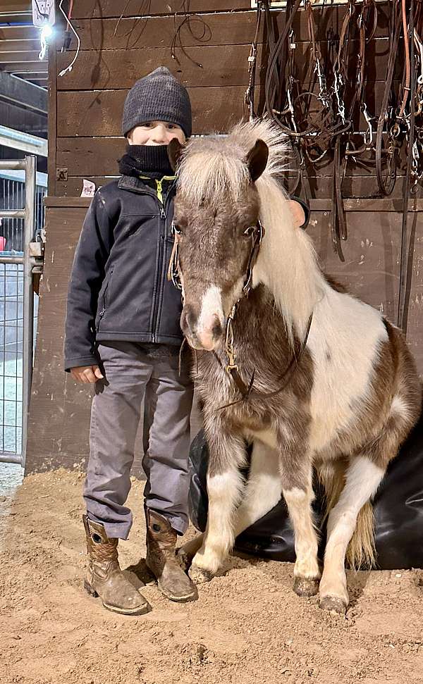 trick-trained-miniature-pony