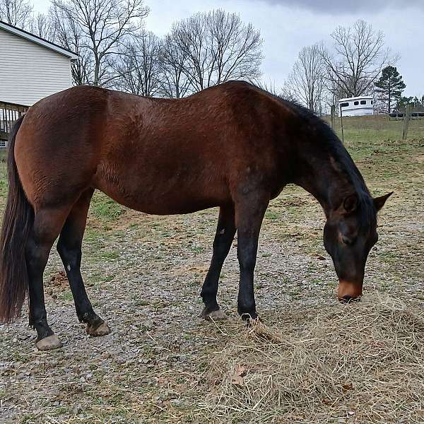 andalusian-mare