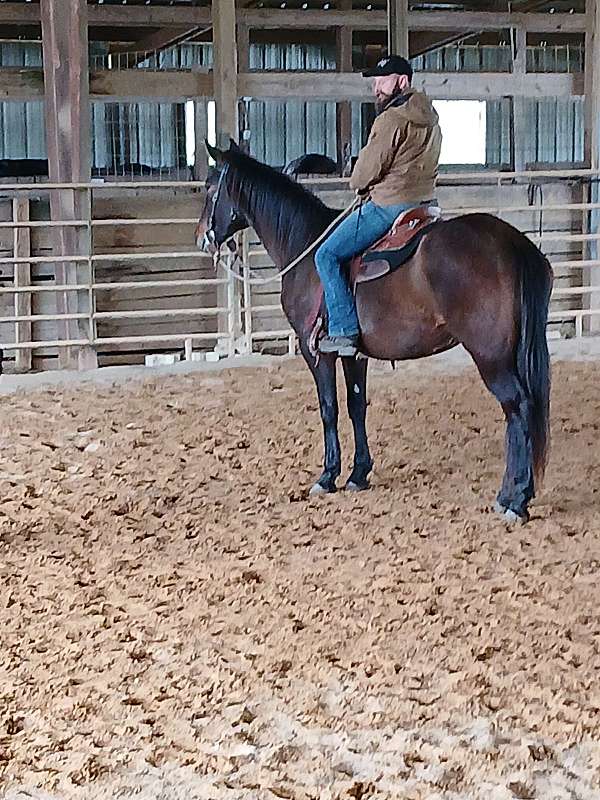 beginner-andalusian-horse