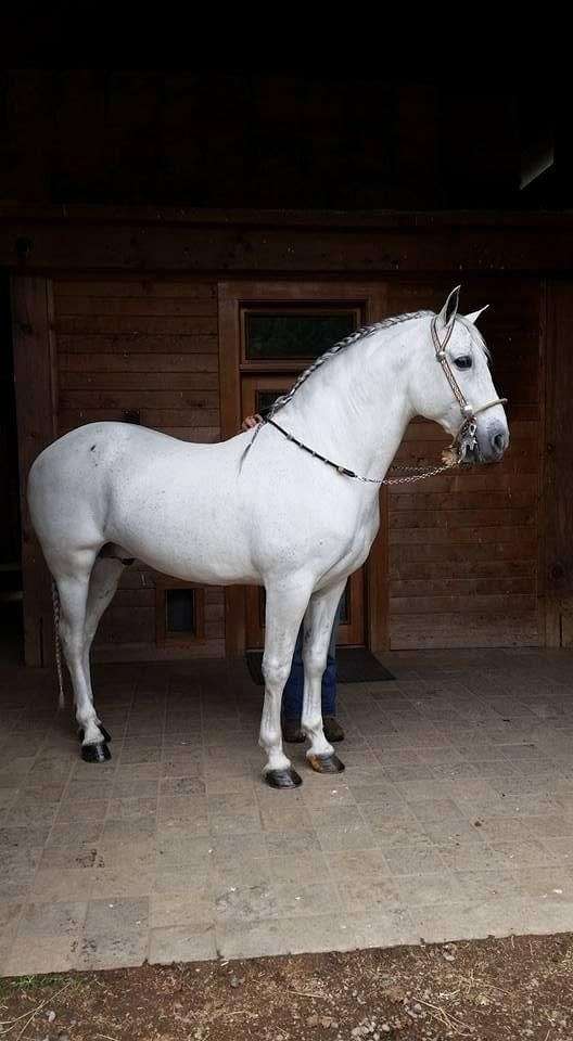 equitation-andalusian-horse