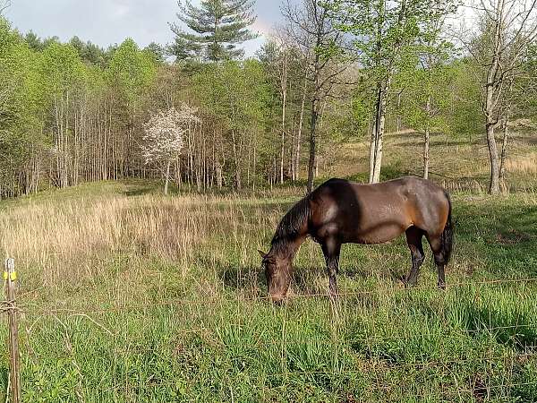 cross-andalusian-horse