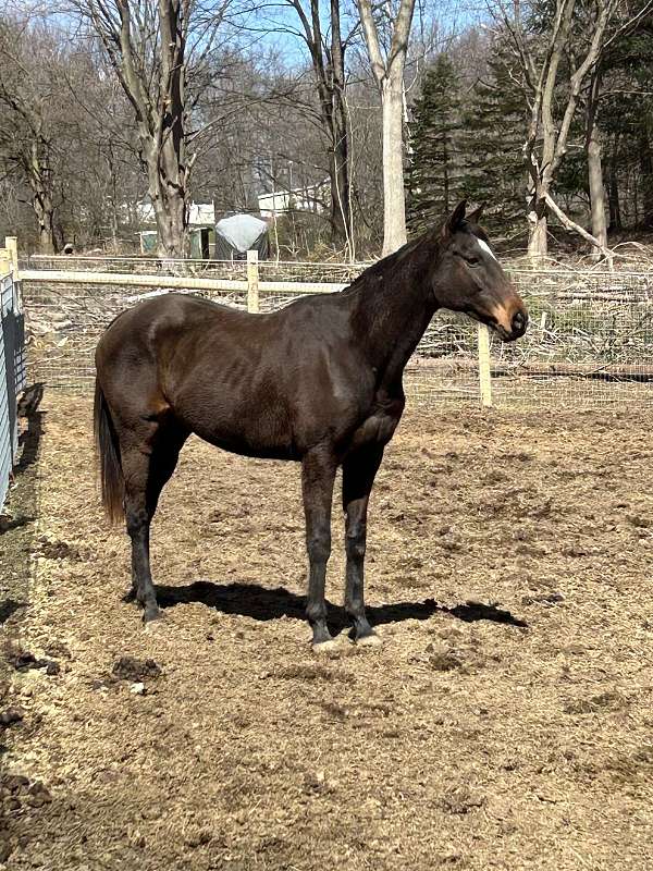 thoroughbred-horse-for-sale