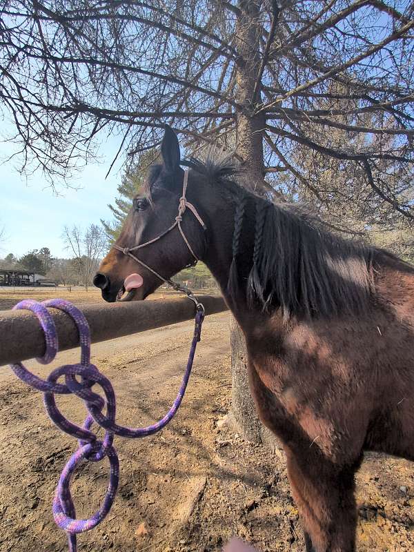 morgan-standardbred-mare