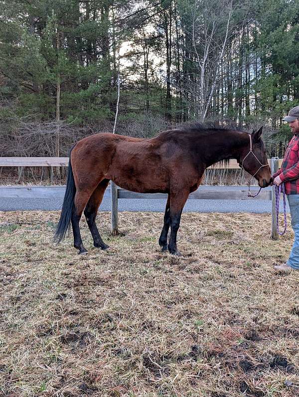 foundation-morgan-standardbred-horse