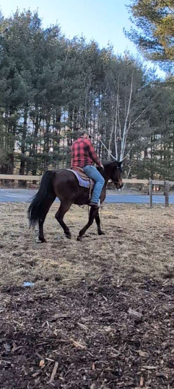 project-morgan-standardbred-horse