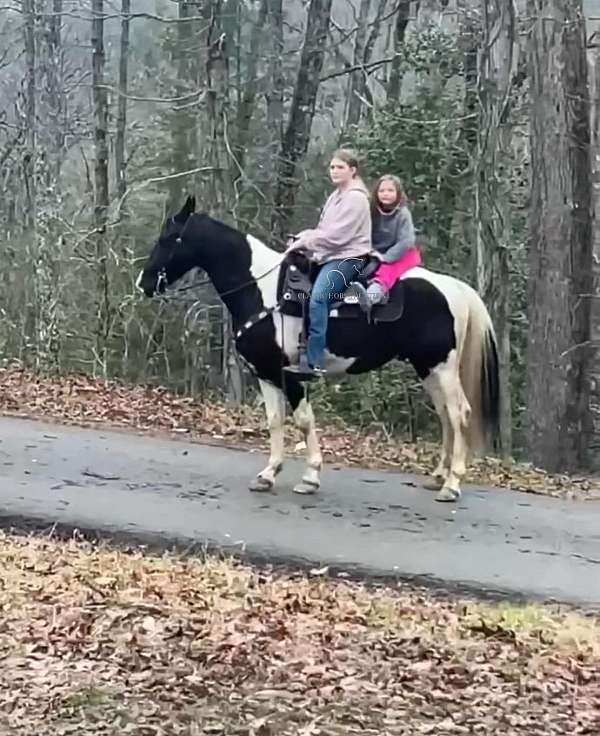 attitude-spotted-horse