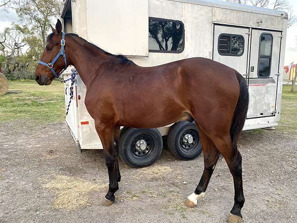 bay-standardbred-colt