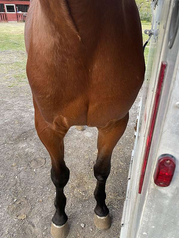 colt-standardbred-horse