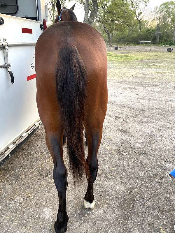 dead-broke-standardbred-horse