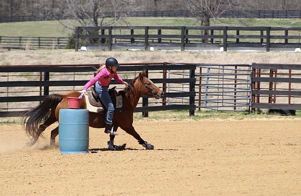 amazing-quarter-horse