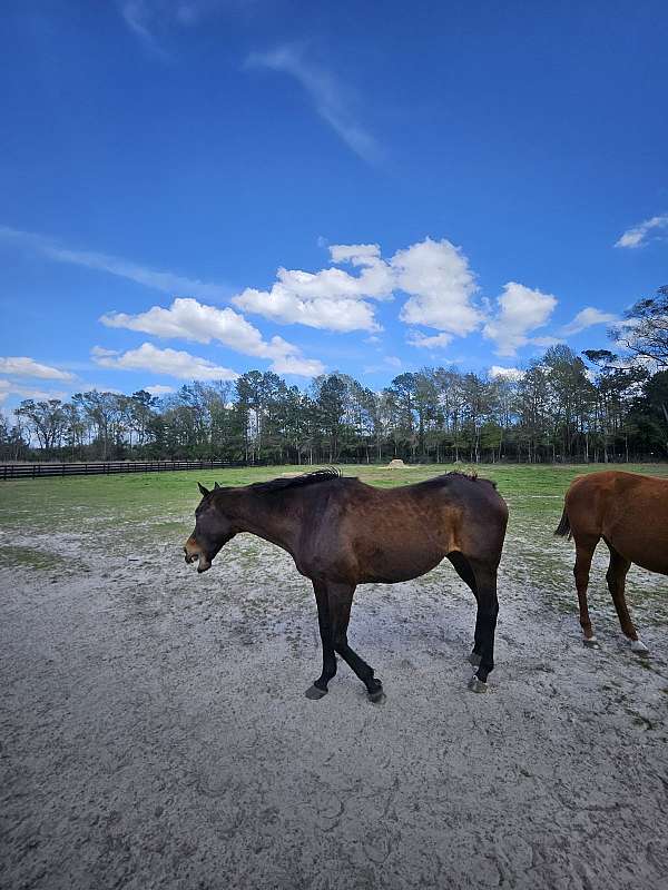 thoroughbred-horse-for-sale