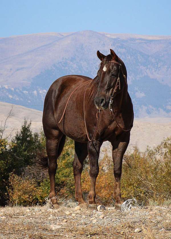 athletic-quarter-horse