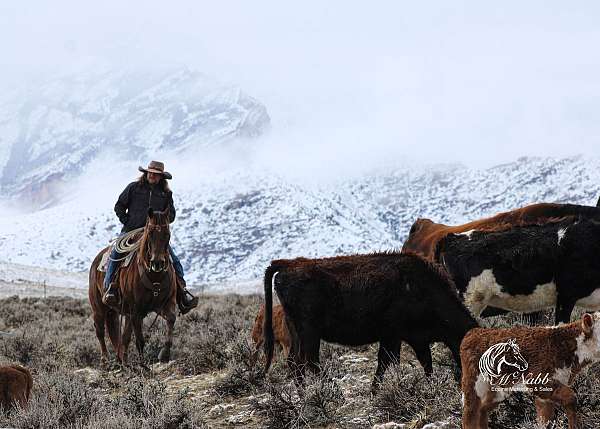 calf-roping-quarter-horse