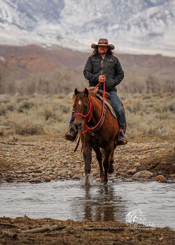 flashy-quarter-horse