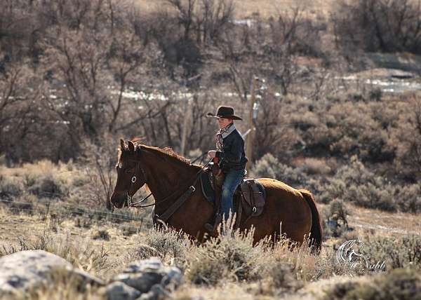 husband-safe-quarter-horse