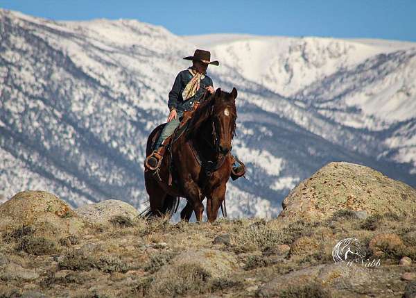 kid-safe-quarter-horse