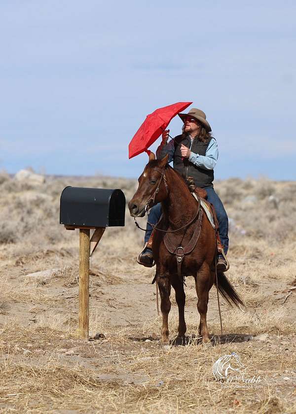 performance-quarter-horse