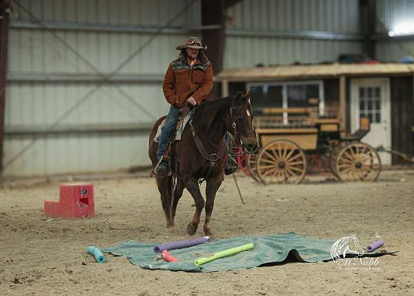 ranch-work-quarter-horse