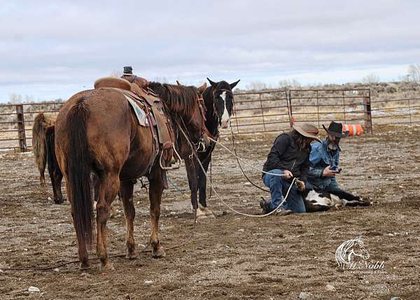 ranch-versatility-quarter-horse