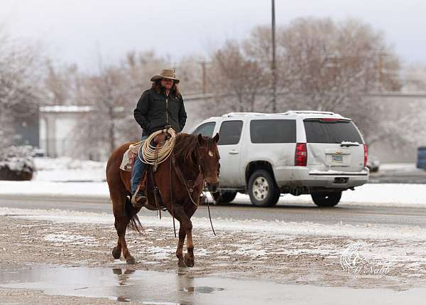 roping-quarter-horse