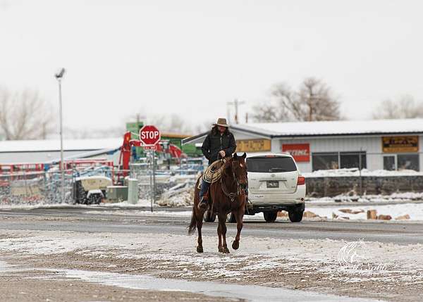 show-quarter-horse